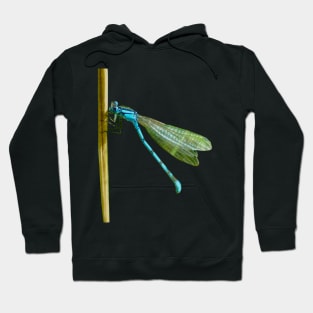 Damselfly Hoodie